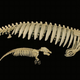 Illustration for article titled WTFossil? Jamaican sea cow edition